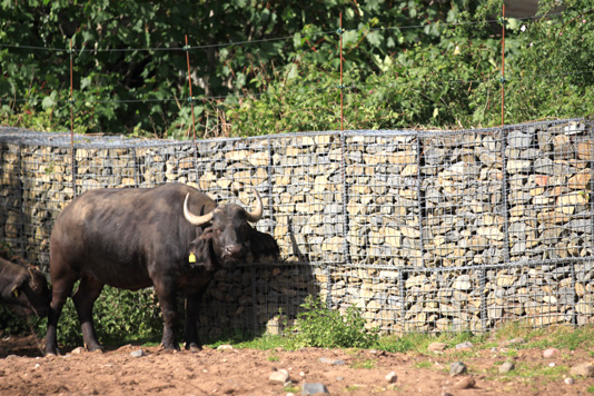 buffalo in front of gabion baskets