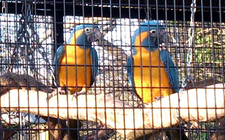Cages used in zoo
